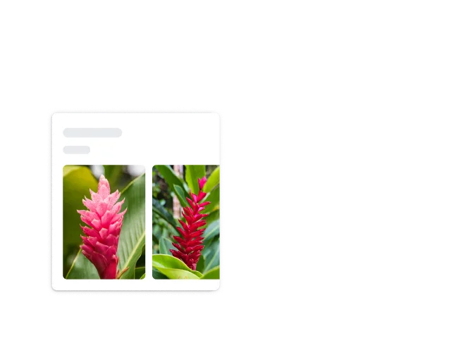 Napapaligiran ng mga bilog na puting sulok ng isang parisukat ang isang pulang matinik na halaman na natukoy bilang red ginger